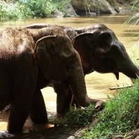 Chiang Mai 30