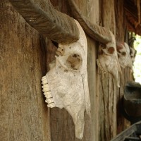 Chiang Rai 19.