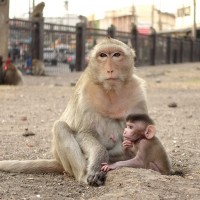 Lopburi 10
