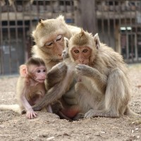 Lopburi 12