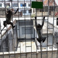 Lopburi 3