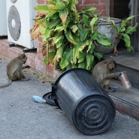Lopburi 6