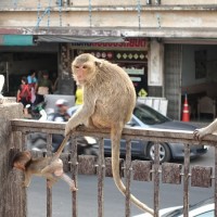 Lopburi 8